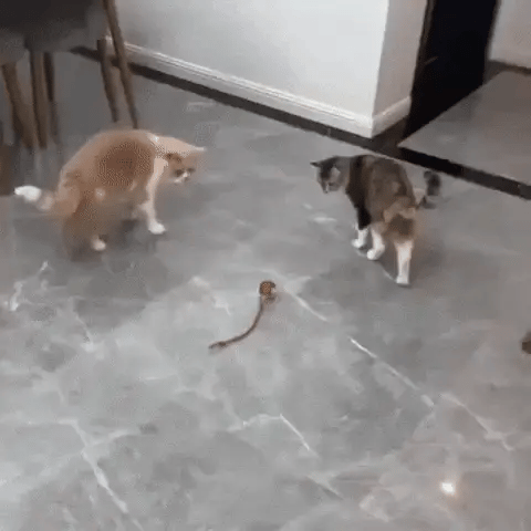 Bola Divertida Anti-Daños Mascotas